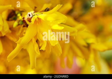 Bunte ostereier hängen auf dem Forsythia Strauch im Garten. Frühling Stockfoto