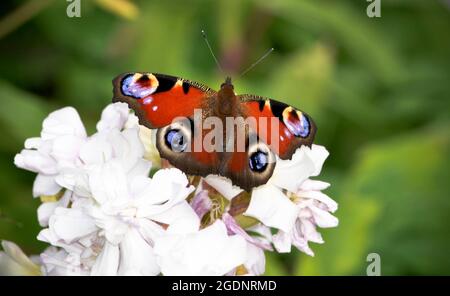 Europäischer Pfauenschmetterling (Aglais io) mit weit geöffneten Flügeln auf einem weißen Blütenstamm der Phlox in einem Garten Stockfoto