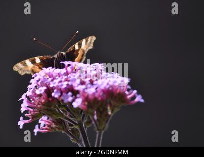 Kleiner Schildkrötenmuschel-Schmetterling (Aglais urticae) Stockfoto