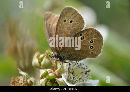 Ringel-Schmetterling (Aphantopus hyperantus) ruht auf Blumen, die im Sommer in Hecken wachsen Stockfoto
