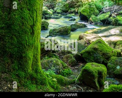 Baumstamm mit Moos im Naturschutzgebiet Triebal Stockfoto