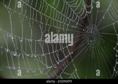 Spinnennetz mit Tautropfen bedeckt Stockfoto