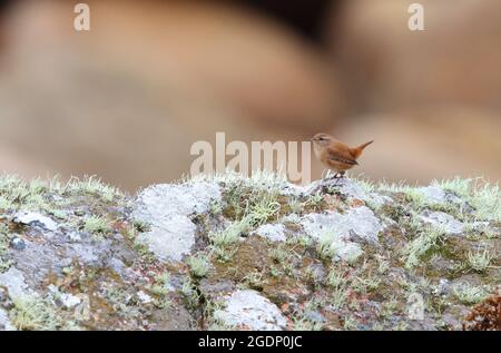 Ein erwachsener eurasischer Wren (Troglodytes troglodytes) auf einem Felsen auf St. Mary's, Isles of Scilly, Großbritannien Stockfoto