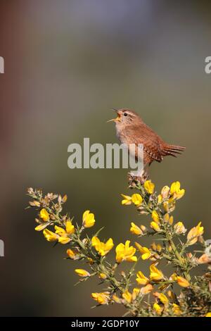 Ein männlicher eurasischer Wren (Troglodytes troglodytes), der von der Spitze eines Ginsterbusches in Suffolk, Großbritannien, singt Stockfoto