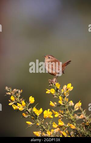 Ein männlicher eurasischer Wren (Troglodytes troglodytes), der von der Spitze eines Ginsterbusches in Suffolk, Großbritannien, singt Stockfoto