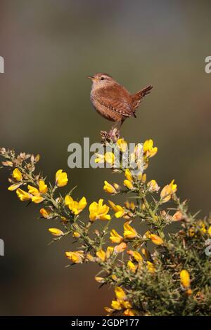 Ein männlicher eurasischer Wren (Troglodytes troglodytes), der von der Spitze eines Ginsterbusches in Suffolk, Großbritannien, singt Stockfoto