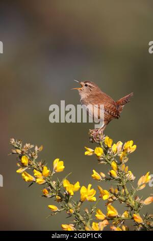 Ein männlicher eurasischer Wren (Troglodytes troglodytes), der von der Spitze eines Ginsterbusches in Suffolk, Großbritannien, singt Stockfoto