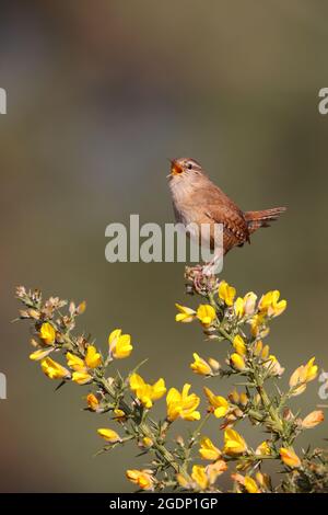 Ein männlicher eurasischer Wren (Troglodytes troglodytes), der von der Spitze eines Ginsterbusches in Suffolk, Großbritannien, singt Stockfoto