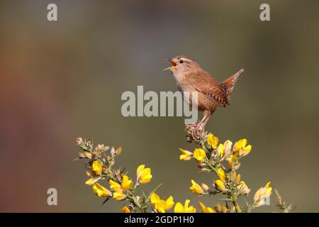 Ein männlicher eurasischer Wren (Troglodytes troglodytes), der von der Spitze eines Ginsterbusches in Suffolk, Großbritannien, singt Stockfoto