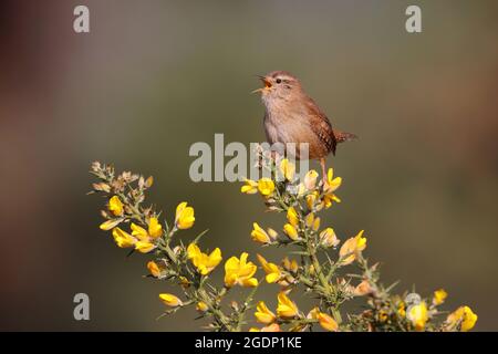 Ein männlicher eurasischer Wren (Troglodytes troglodytes), der von der Spitze eines Ginsterbusches in Suffolk, Großbritannien, singt Stockfoto