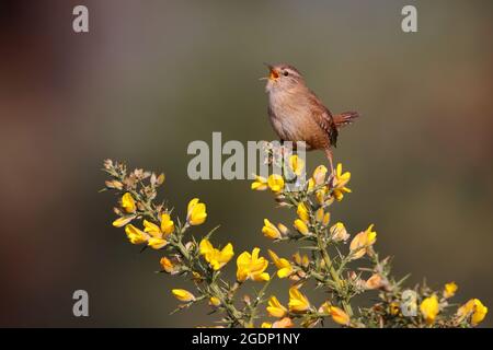 Ein männlicher eurasischer Wren (Troglodytes troglodytes), der von der Spitze eines Ginsterbusches in Suffolk, Großbritannien, singt Stockfoto