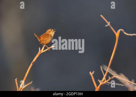 Ein singender Eurasischer Wren (Troglodytes troglodytes), der aus einem frostigen Zweig singt, wobei der Atem des Vogels vor einem dunklen Hintergrund sichtbar ist Stockfoto