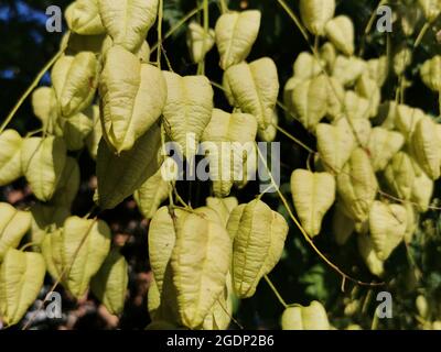 Nahaufnahme eines wunderschönen goldenen Regenbaums, alias Koelreuteria paniculata, an einem hellen Sommertag Stockfoto