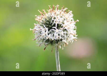 Echinops exaltatus Stockfoto