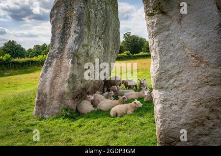 Schafe schützen sich vor der übermäßigen Sommerhitze in der Cove am Avebury Stone Circle, Wiltshire, Großbritannien Stockfoto