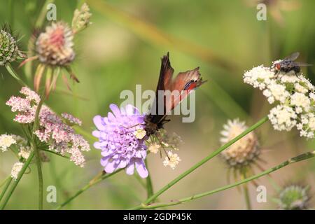 Garten Hortus Botanicus Stockfoto