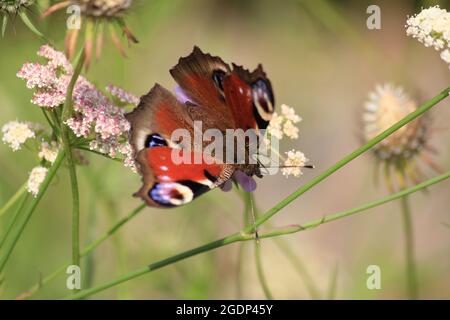 Garten Hortus Botanicus Stockfoto