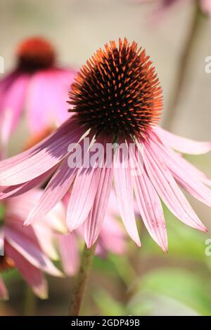 Echinacea purpurea Stockfoto