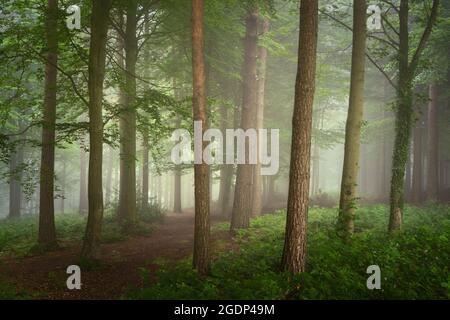 Ein Hauch von Nebel an einem feuchten Sommermorgen im Chevin Forest Park, Otley, sorgt für Tiefe in den Grüntönen der Waldszene. Stockfoto