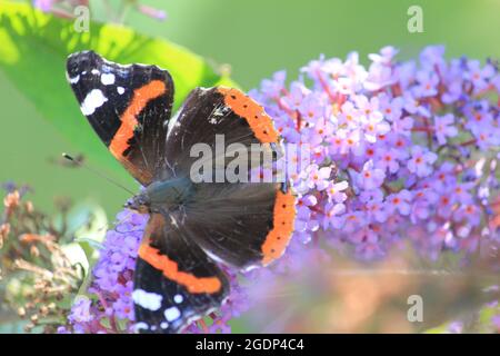 Garten Hortus Botanicus Stockfoto