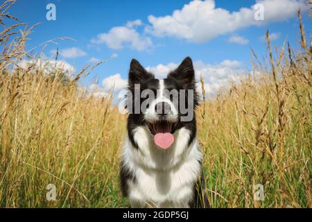 Bezauberndes Porträt des Border Collie im Grasfeld während des sonnigen Tages. Süßer schwarz-weißer Hund mit Zunge aus und blauer Himmel mit Wolken in der Natur. Stockfoto