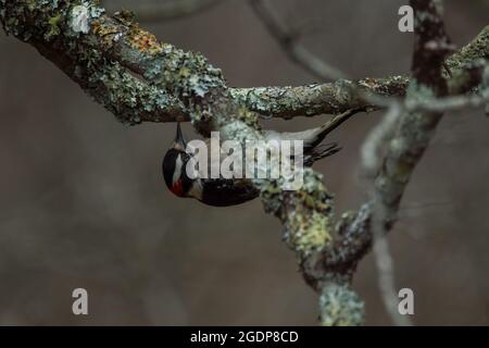 Ein männlicher östlicher Specht, der kopfüber an einem Baumglied hängt und im Frühling Insekten für Nahrung in einem schwachhellen Wald bekommt Stockfoto