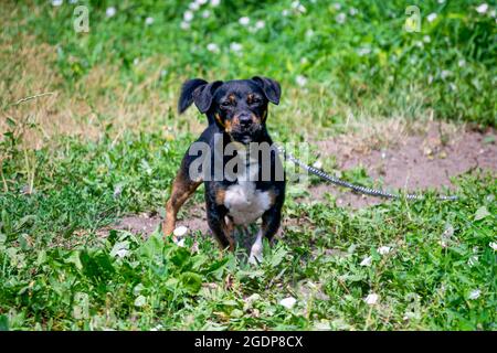 Kleiner schwarzer Megreel an einer Kette im Hof. Stockfoto