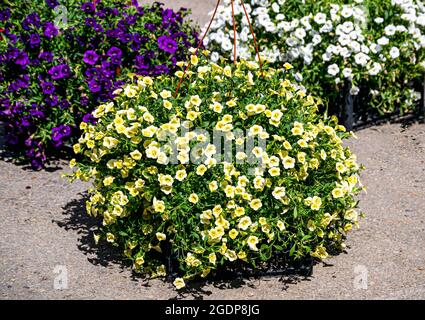 Blumentöpfe mit bunten Petunien sind auf dem Markt erhältlich. Stockfoto