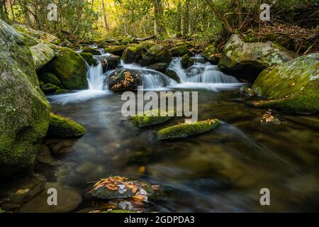 Die Blätter hängen an den Felsen im Rushing Creek im Great Smoky Mountains National Park Stockfoto