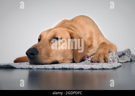 Porträt eines müden labrador Retriever, der auf einem Teppich liegt. Aufnahme vom Boden aus. Stockfoto