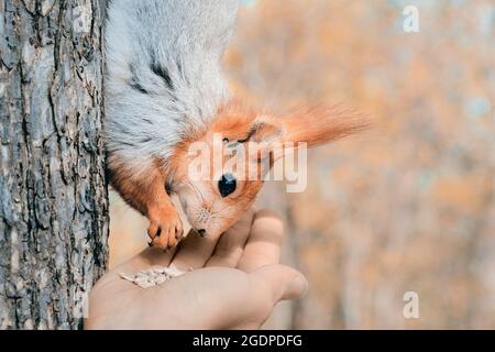 Eichhörnchen auf dem Baum, der Samen aus der Hand frisst. Stockfoto
