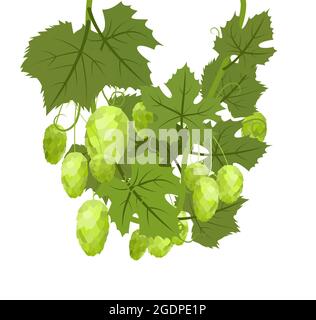 Hop. Ein Zweig mit dichten Bogenblättern und großen Kegeln. Schlaffe Triebe mit Blättern. Wilde Natur. Flache Illustration. Vektor Stock Vektor