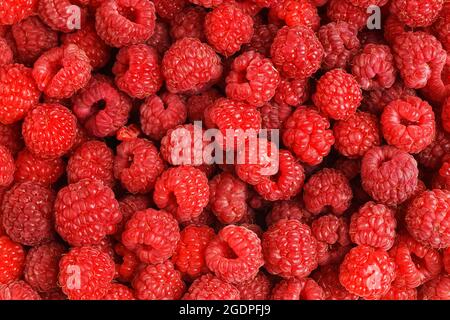 Nahauffanghaufen mit frischen und reifen roten Himbeeren. Hintergrund für Bio-Lebensmittel. Stockfoto