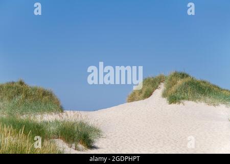 Sanddünen, die mit Marram-Gras vor einem klaren blauen Himmel wachsen Stockfoto