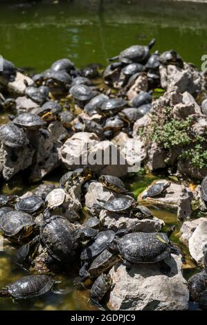 Viele Schildkröten auf einer Steininsel in einem Teich im Nationalgarten von Athen. Wildtiere. Stockfoto