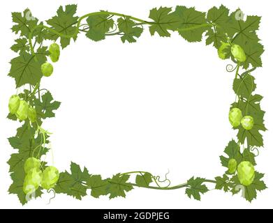 Rechteckiger Rahmen mit Hopfen. Ein Zweig mit dichten Blättern und Kegeln. Schlaffe Triebe mit Blättern. Wilde Natur. Flache Illustration mit Platz für Stock Vektor