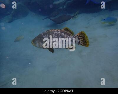 Eine Illustration eines Groupers, der über einem Korallenriff schwimmend ist. Stockfoto