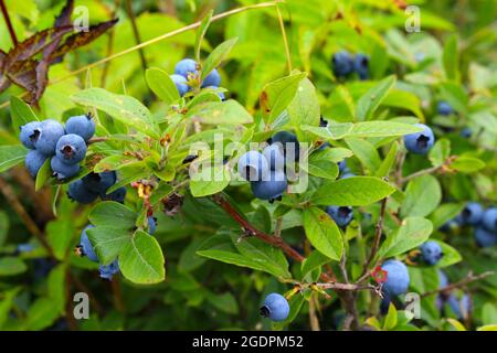 Pflücken Sie köstliche und gesunde Wilde Heidelbeeren auf einem Feld, das zwischen den Büschen wächst Stockfoto