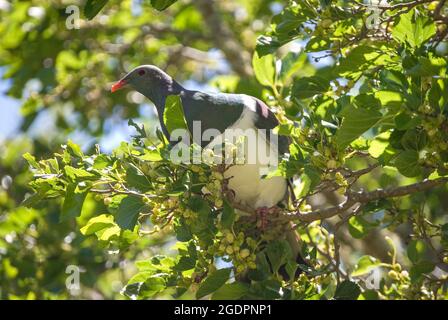 Neuseeland Wood Pigeon (Kereru) im Baum, Pigeon Bay, Banks Peninsula, Canterbury, Neuseeland Stockfoto