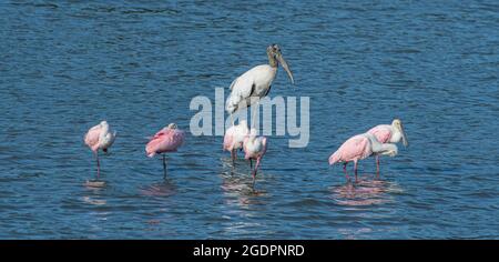 Roseate Sponbills und ein Holzstorch wateten zusammen in einer Lagune auf einem blauen, gewellten Wasserhintergrund. Stockfoto