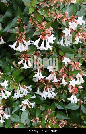 Abelia x grandiflora ‘prostrate White’ Abelia prostrate White – glänzende mittelgrüne Blätter mit cremefarbenen Rändern, roten Stielen, Juli, England, Großbritannien Stockfoto