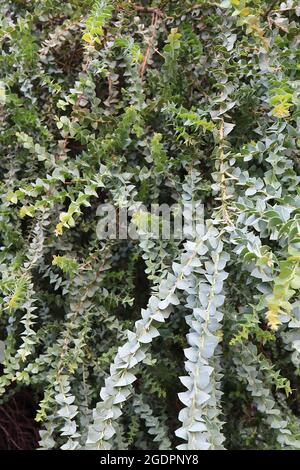 Akazie pravissima keilblättriger Wattle – dreieckige grau-grüne dreieckige Blätter an hängenden Zweigen, Juli, England, Großbritannien Stockfoto
