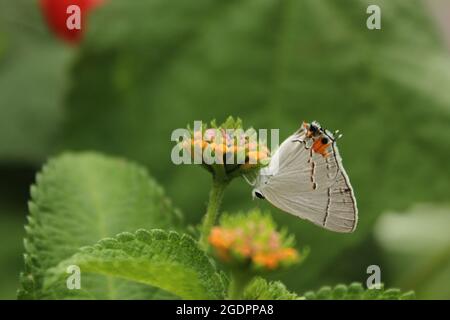 Grauer Hairstreak Butterfly - Strymon melinus auf Lantana Stockfoto