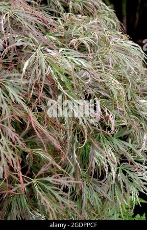 Acer palmatum dissectum ‘Goshiki Shidare’ japanischer Ahorn Goshiki Shidare – fein zerschnittete dunkelgrüne, rote und cremefarbene Blätter, Juli, England, Stockfoto