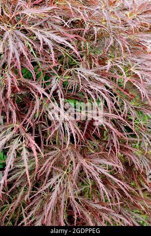 Acer palmatum dissectum ‘Ornatum’ japanischer Schnittahorn Ornatum – fein zerschnittete kastanienbraune Blätter mit gelber Mittelrippe, Juli, England, UK Stockfoto