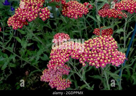 Achillea millefolium ‘Fanal’ Schafgarbe Fanal - dichte, flache Blütenköpfe aus winzigen roten und karmesinroten Blüten und farnigen graugrünen Blättern, Juli, England, Großbritannien Stockfoto