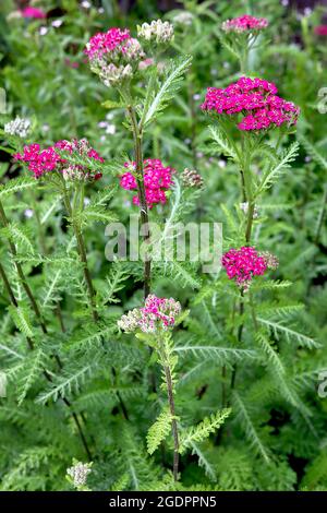 Achillea millefolium ‘New Vintage Rose’ Schafgarbe New Vintage Rose – dichte, flache Blütenköpfe mit tiefrosa Blüten und farnigen, mittelgrünen Blättern, Juli, Großbritannien Stockfoto