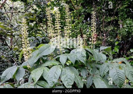 Aesculus parviflora Bottelbrush buckeye – aufrechte Trauben von cremefarbenen Blütenknospen und großen palmately zusammengesetzten Blättern, Juli, England, Großbritannien Stockfoto