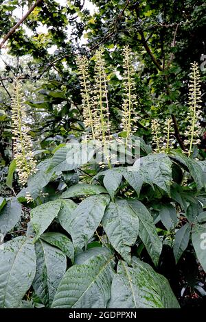 Aesculus parviflora Bottelbrush buckeye – aufrechte Trauben von cremefarbenen Blütenknospen und großen palmately zusammengesetzten Blättern, Juli, England, Großbritannien Stockfoto