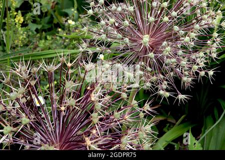 Allium x christophii ‘Purple Rain’ Allium Purple Rain - kugelförmige Dolde aus schmalen, violetten sternförmigen Blüten auf hohem Stamm, Juli, England, Großbritannien Stockfoto